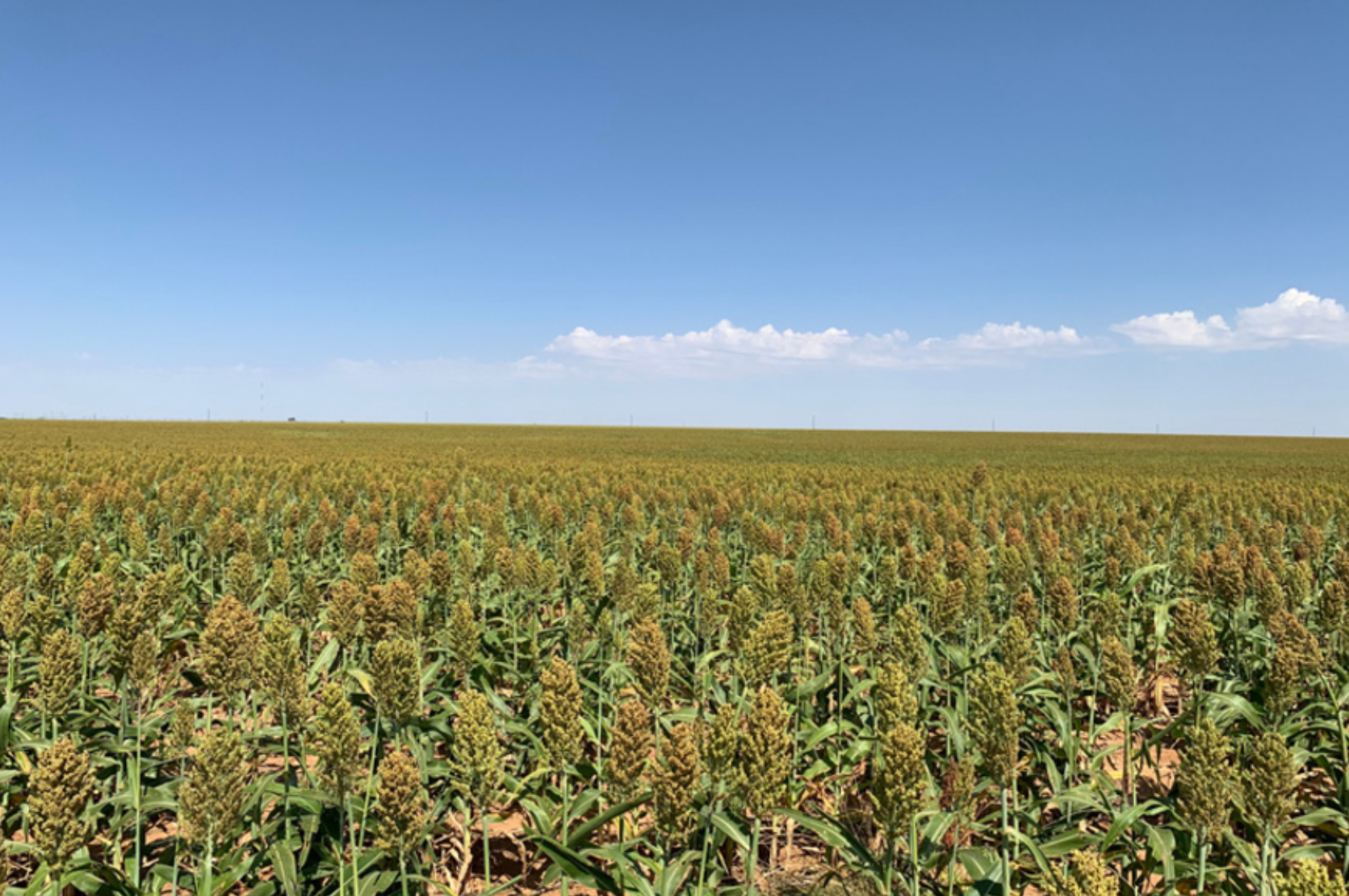Niemann Farms aerial