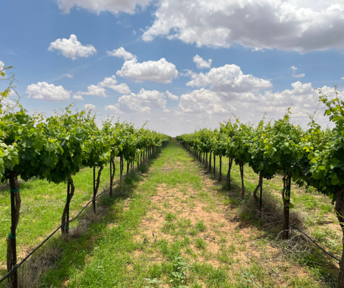 Vineyard Development